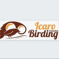 IcaroBirding